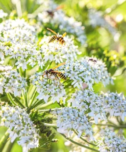 Caraway Seeds – 400 Count – Carum Carvi Herb Flower Seeds for Culinary & Garden - Image 7