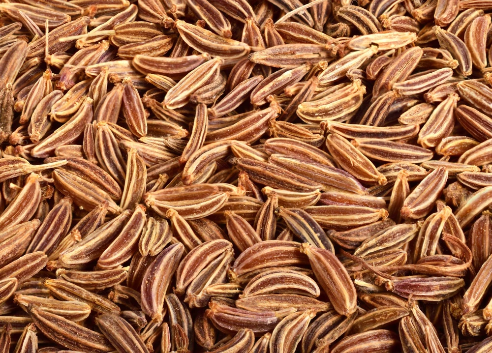 Caraway Seeds – 400 Count – Carum Carvi Herb Flower Seeds for Culinary & Garden - Image 8