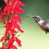 Cardinal Flower Live Plant – Native Perennial Starter Plugs – 10-Pack - Image 1