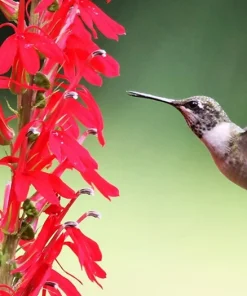 Cardinal Flower Live Plant – Native Perennial Starter Plugs – 10-Pack - Image 1