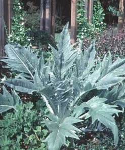 Cardoon Seeds - 15 Seeds - Edible Thistle Vegetable - Cynara cardunculus - Image 2
