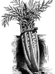 Cardoon Seeds - 15 Seeds - Edible Thistle Vegetable - Cynara cardunculus - Image 3
