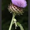 Cardoon Seeds - 15 Seeds - Edible Thistle Vegetable - Cynara cardunculus - Image 1