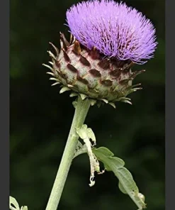 Cardoon Seeds - 15 Seeds - Edible Thistle Vegetable - Cynara cardunculus - Image 1