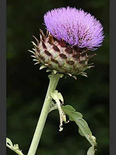 Cardoon Seeds - 15 Seeds - Edible Thistle Vegetable - Cynara cardunculus - Image 1