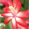 Caribbean Dancer Christmas Cactus Live Plant - 2 inch Pot - Indoor/Outdoor - Image 1