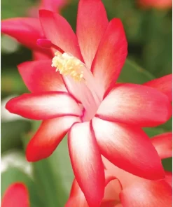 Caribbean Dancer Christmas Cactus Live Plant - 2 inch Pot - Indoor/Outdoor - Image 1