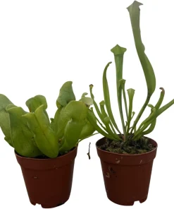 Carnivorous Pitcher Plants Sarracenia - Live Plant 2 Pack, 2 Inch Pots, Easy Care Indoor - Image 2
