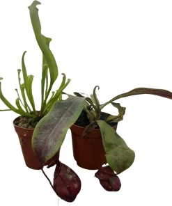 Carnivorous Pitcher Plants Sarracenia - Live Plant 2 Pack, 2 Inch Pots, Easy Care Indoor - Image 3