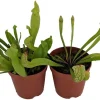 Carnivorous Pitcher Plants Sarracenia - Live Plant 2 Pack, 2 Inch Pots, Easy Care Indoor - Image 1