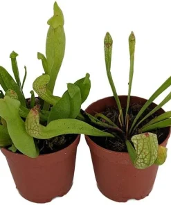 Carnivorous Pitcher Plants Sarracenia - Live Plant 2 Pack, 2 Inch Pots, Easy Care Indoor - Image 1