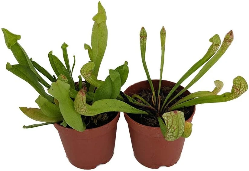 Carnivorous Pitcher Plants Sarracenia - Live Plant 2 Pack, 2 Inch Pots, Easy Care Indoor - Image 1