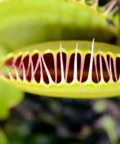 Carnivorous Terrarium Plants - 3 Assorted Live Plants in 2" Pots - Image 2