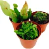 Carnivorous Terrarium Plants - 3 Assorted Live Plants in 2" Pots - Image 1