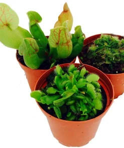 Carnivorous Terrarium Plants - 3 Assorted Live Plants in 2