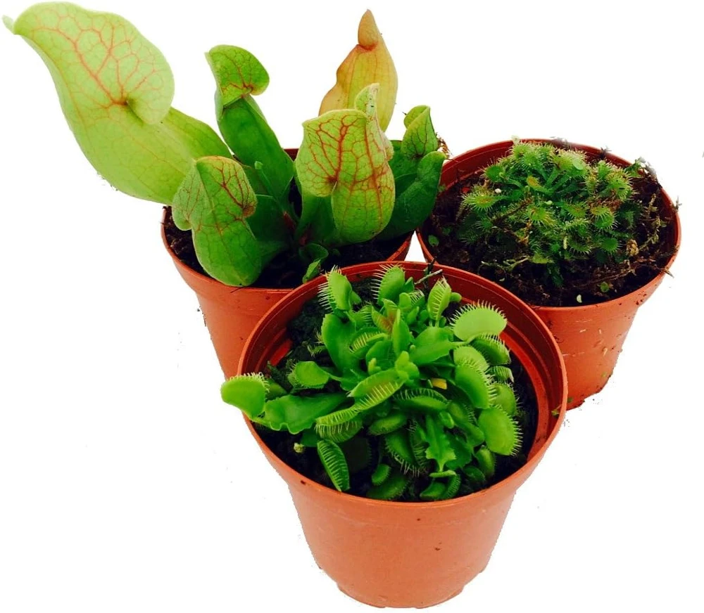 Carnivorous Terrarium Plants - 3 Assorted Live Plants in 2" Pots - Image 1