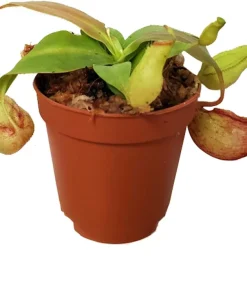 Carnivorous Terrarium Plants - 3 Assorted Live Plants in 2