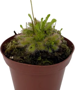 Carnivorous Terrarium Plants - 3 Assorted Live Plants in 2