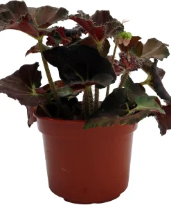 Carol Knight Begonia Live Plant – 3.7 inch Pot – Easy Care Houseplant - Image 2
