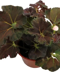Carol Knight Begonia Live Plant – 3.7 inch Pot – Easy Care Houseplant - Image 3