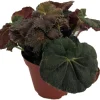 Carol Knight Begonia Live Plant – 3.7 inch Pot – Easy Care Houseplant - Image 1