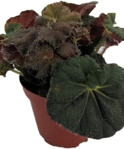 Carol Knight Begonia Live Plant – 3.7 inch Pot – Easy Care Houseplant - Image 1