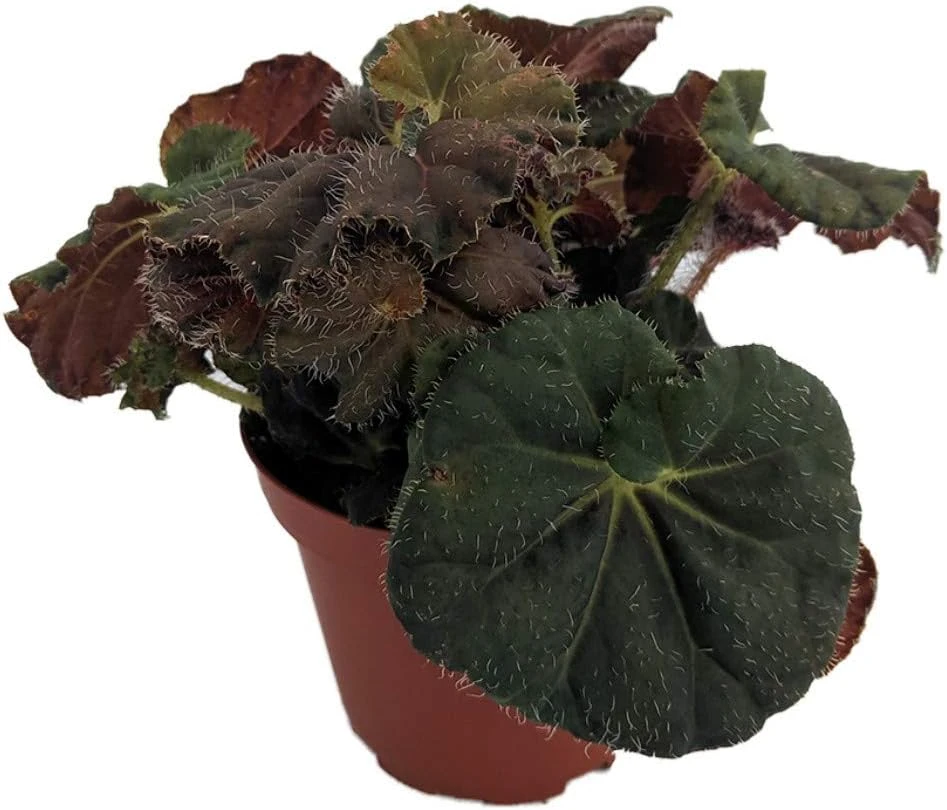 Carol Knight Begonia Live Plant – 3.7 inch Pot – Easy Care Houseplant - Image 1