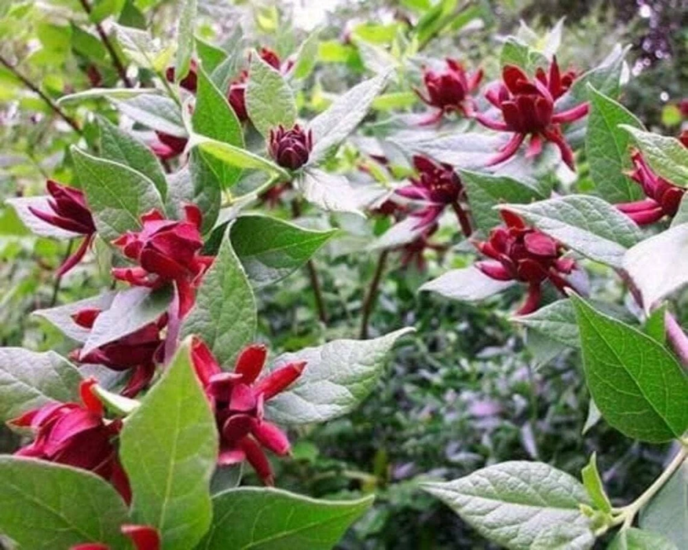 Carolina Allspice Live Plant - 10-16" Tall Sweet Shrub in Quart Pot, Fragrant Flowers - Image 5