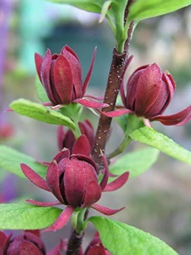 Carolina Allspice Live Plant - 10-16" Tall Sweet Shrub in Quart Pot, Fragrant Flowers - Image 6