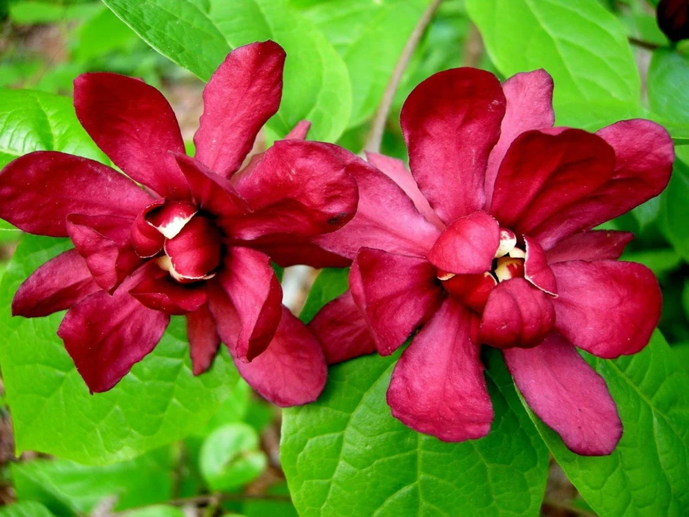 Carolina Allspice Live Plant - 10-16" Tall Sweet Shrub in Quart Pot, Fragrant Flowers - Image 7