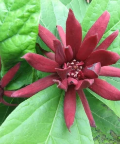 Carolina Allspice Live Plant - 10-16