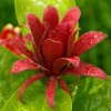 Carolina Allspice Live Plant - 10-16" Tall Sweet Shrub in Quart Pot, Fragrant Flowers - Image 1
