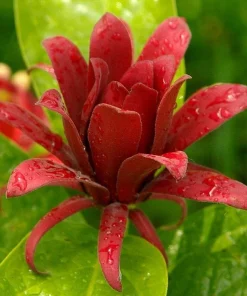 Carolina Allspice Live Plant - 10-16