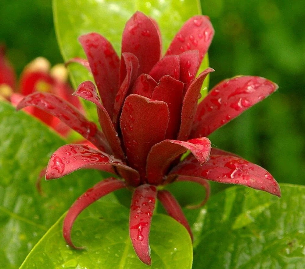 Carolina Allspice Live Plant - 10-16" Tall Sweet Shrub in Quart Pot, Fragrant Flowers - Image 1