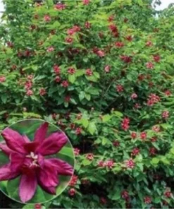 Carolina Allspice Sweet Shrub Live Plant – Calycanthus – Quart Pot – Fragrant Dark Red Blooms - Image 2
