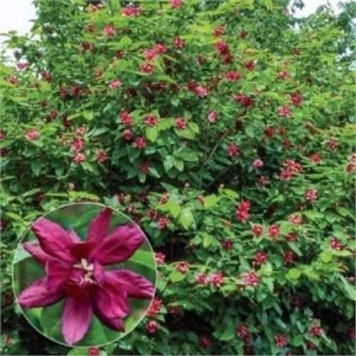 Carolina Allspice Sweet Shrub Live Plant – Calycanthus – Quart Pot – Fragrant Dark Red Blooms - Image 2