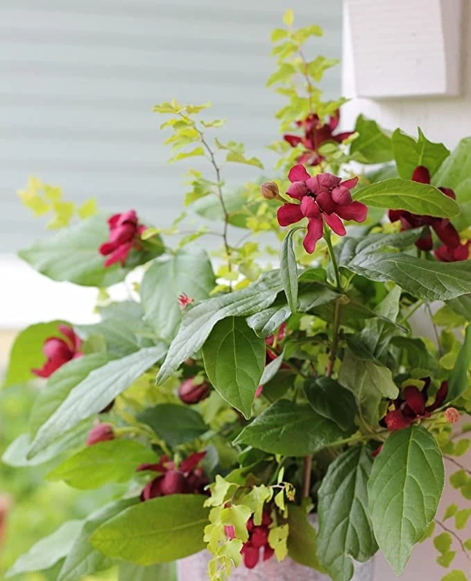 Carolina Allspice Sweet Shrub Live Plant – Calycanthus – Quart Pot – Fragrant Dark Red Blooms - Image 3