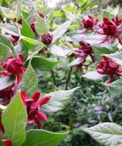 Carolina Allspice Sweet Shrub Live Plant – Calycanthus – Quart Pot – Fragrant Dark Red Blooms - Image 4