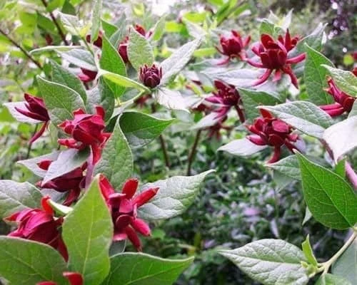Carolina Allspice Sweet Shrub Live Plant – Calycanthus – Quart Pot – Fragrant Dark Red Blooms - Image 4