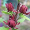 Carolina Allspice Sweet Shrub Live Plant – Calycanthus – Quart Pot – Fragrant Dark Red Blooms - Image 1