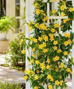 Carolina Jasmine Live Plant - Yellow Bloom Vine, 4-6 Inch Tall, 3 Inch Pot - Image 6