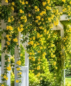 Carolina Jasmine Live Plant - Yellow Bloom Vine, 4-6 Inch Tall, 3 Inch Pot - Image 7