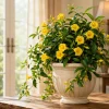 Carolina Jasmine Live Plant - Yellow Bloom Vine, 4-6 Inch Tall, 3 Inch Pot - Image 1