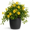 Carolina Jasmine Live Plant – Yellow Fragrant Vine – 4-6 Inch Tall – 3 Inch Pot - Image 1
