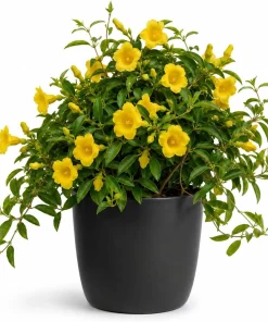 Carolina Jasmine Live Plant – Yellow Fragrant Vine – 4-6 Inch Tall – 3 Inch Pot - Image 1