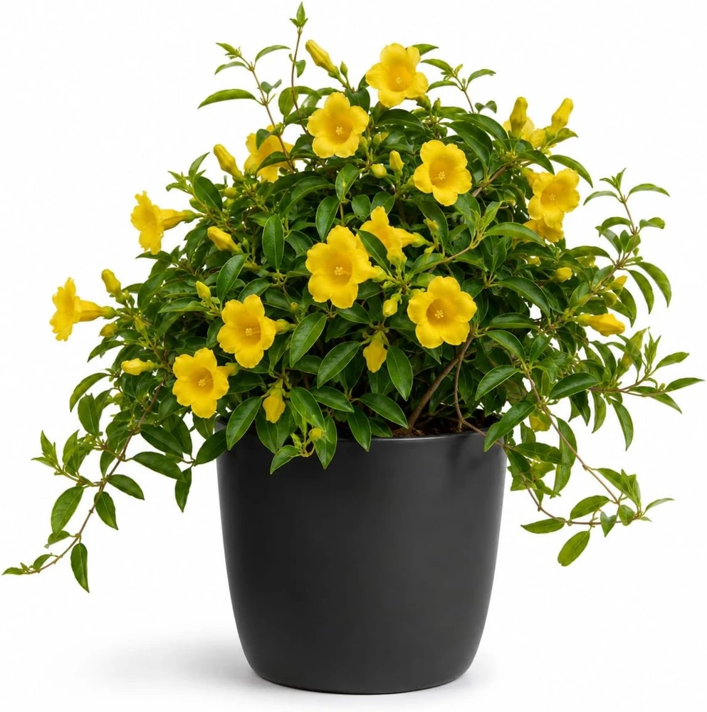 Carolina Jasmine Live Plant – Yellow Fragrant Vine – 4-6 Inch Tall – 3 Inch Pot - Image 1