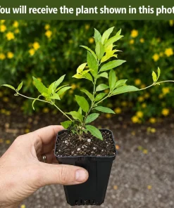 Carolina Jasmine Live Plant – Yellow Fragrant Vine – 4-6 Inch Tall – 3 Inch Pot - Image 2