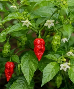 Carolina Reaper Live Plant 3-6 Inches Tall - Hot Chili Starter Plant for Garden - Image 2