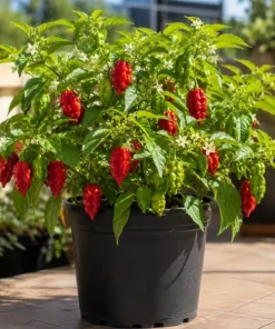 Carolina Reaper Live Plant 3-6 Inches Tall - Hot Chili Starter Plant for Garden - Image 3
