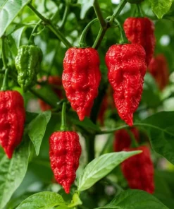 Carolina Reaper Live Plant 3-6 Inches Tall - Hot Chili Starter Plant for Garden - Image 4